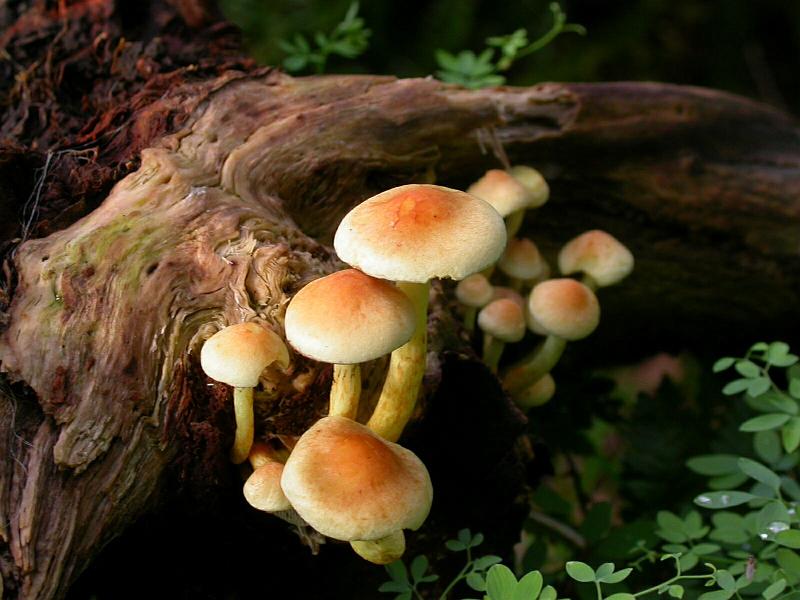 Wistman's Wood Mushrooms.jpg